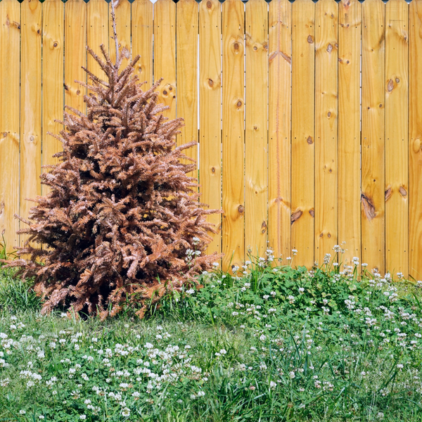 4 Reasons Why Dead Trees Should Be Removed J&S Tree Service, Inc